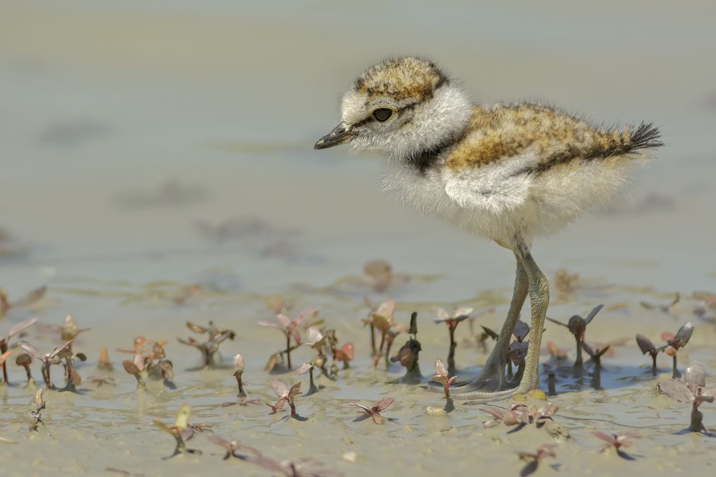 Piccolo di Corriere piccolo (Charadrius dubius)